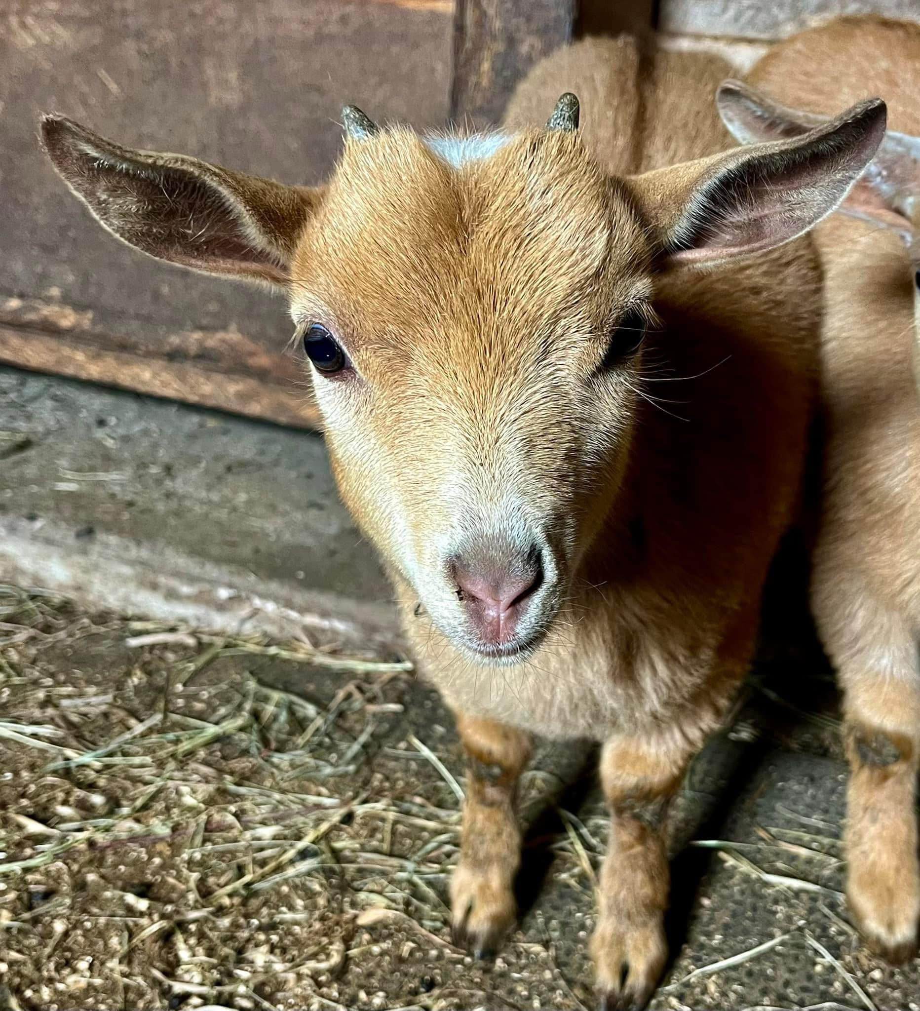 Foxtale Horse Farm in the Fingerlakes | Horseheads NY
