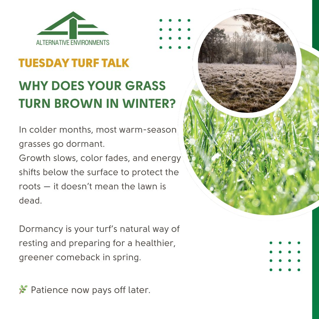 🌱 Tuesday Turf Talk... - Alternative Environments, Inc | Facebook