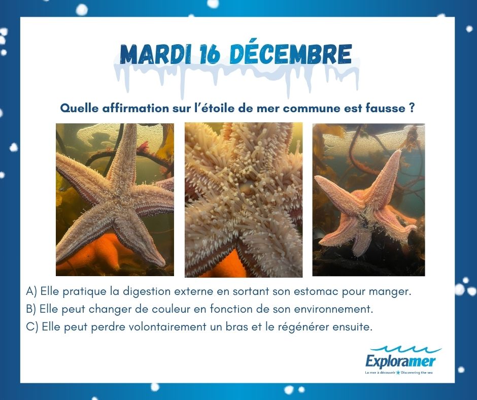 Calendrier De L'avent La Mer - Soins Anti-âge Hydratants Et Raffermissants