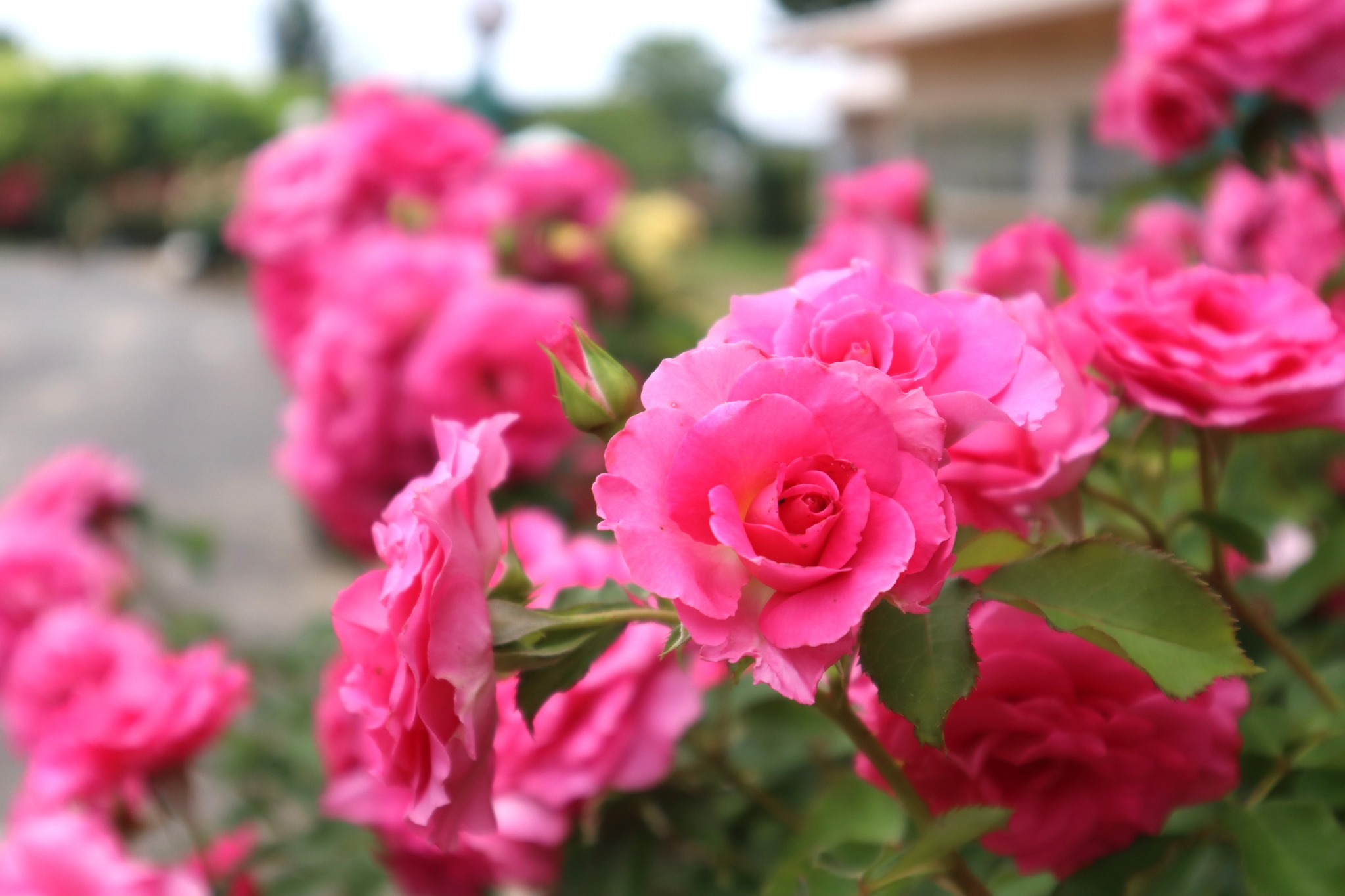 July 1,2026】 2026年7月1日（水)の園内の様子です。 ◇紫陽花 ：見頃