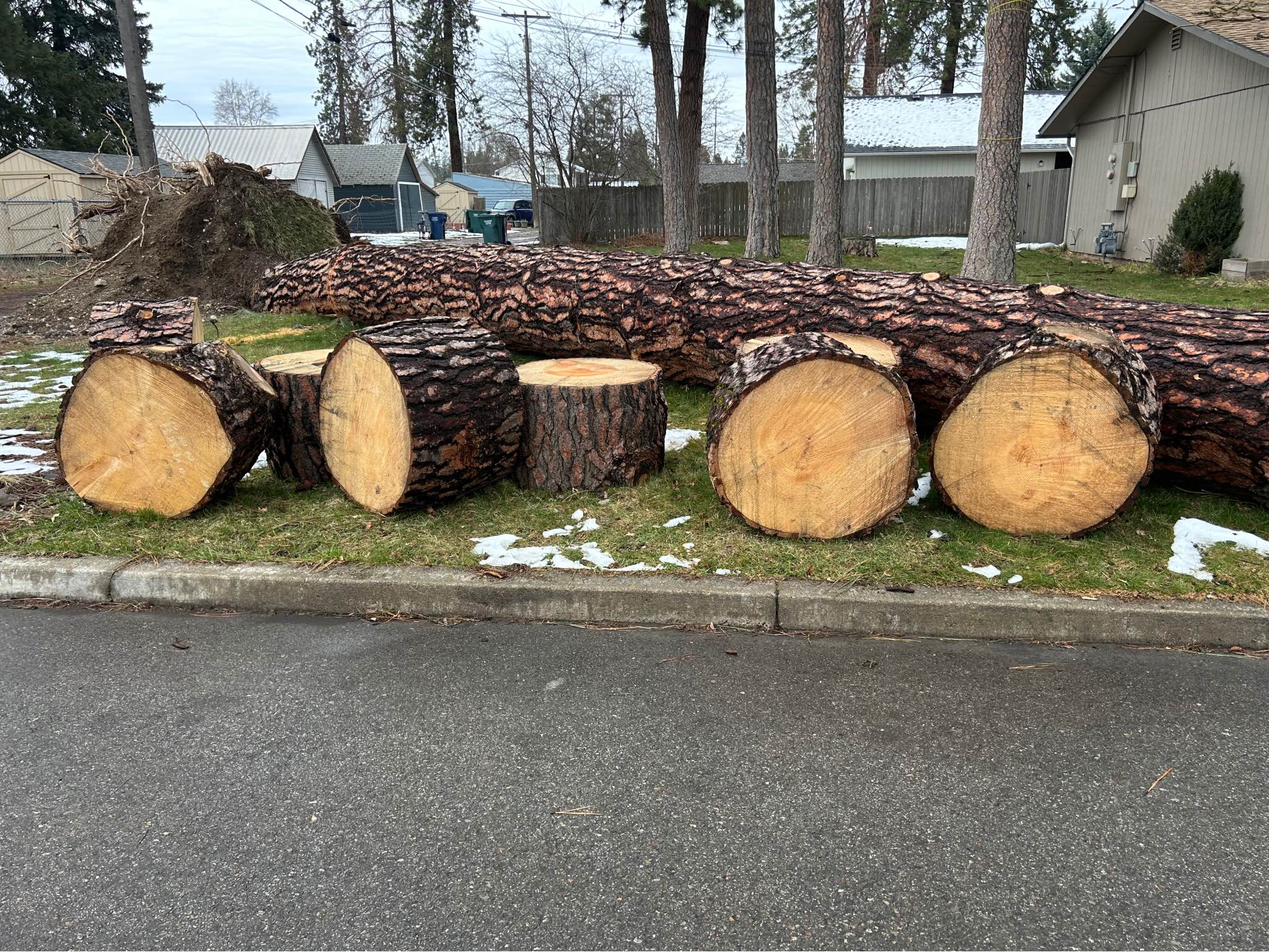 FREE Very Large Pine Rounds - Plants & Seedlings - Coeur d'Alene, Idaho ...