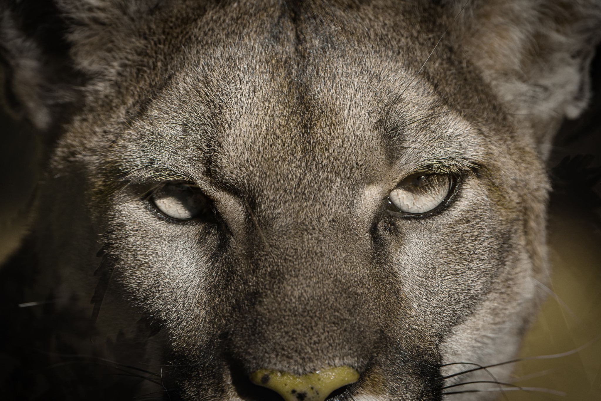 Big - The Grizzlies | Facebook