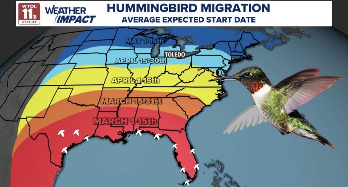 HUMMINGBIRD MIGRATION: The... - Meteorologist Chris Vickers | Facebook