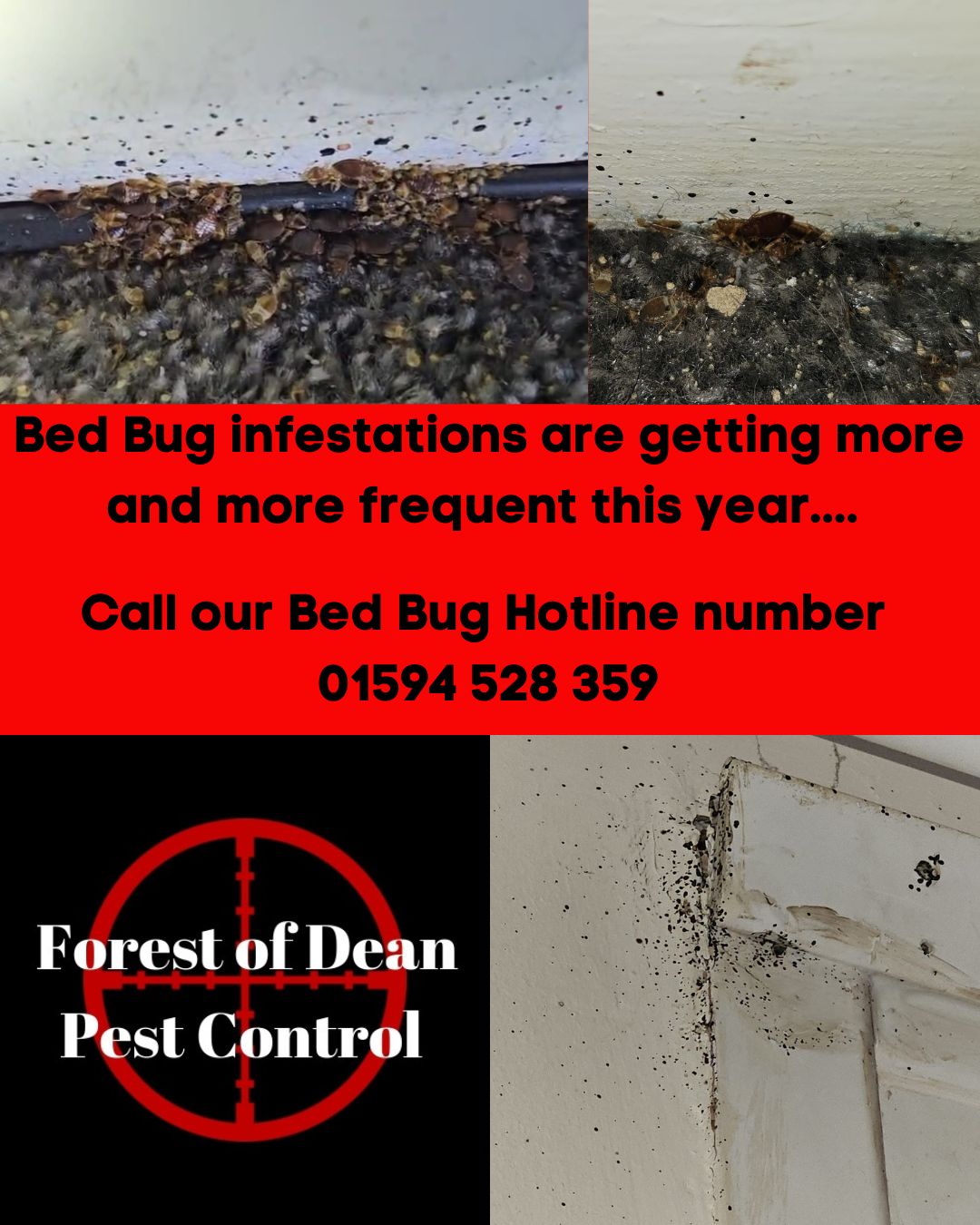 Forest - Bed Bugs on the Rise This Winter — Here’s What You Need to ...