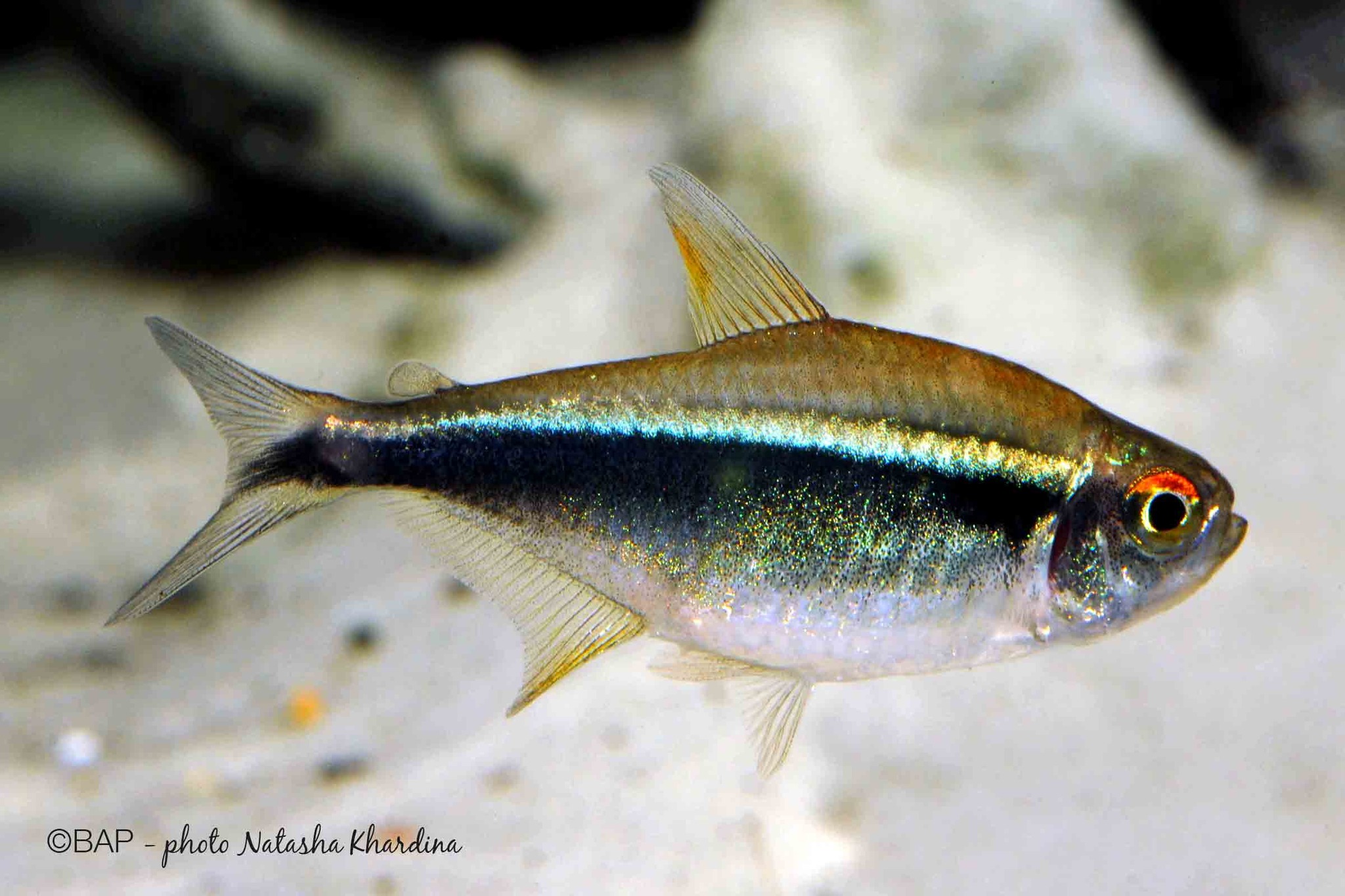 Look at this stunning Tetras ❤️