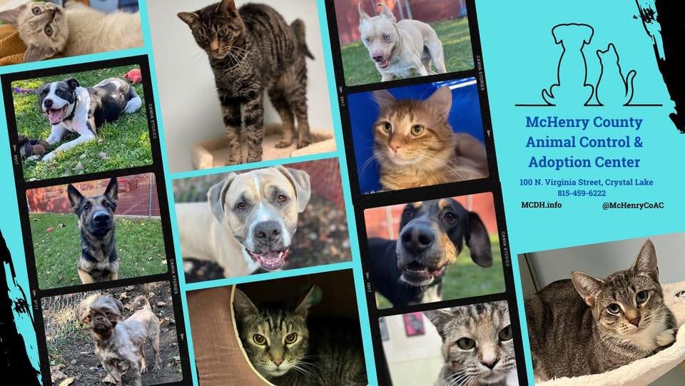 McHenry County Animal Control & Adoption Center | Crystal Lake IL