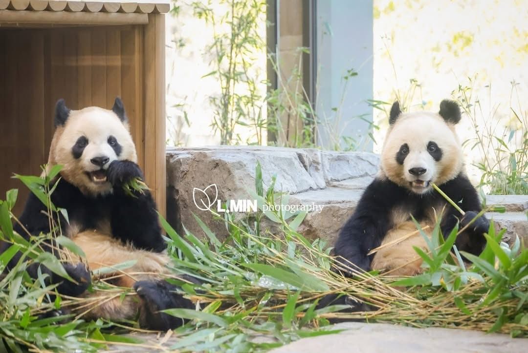 Sáng ấm áp nha chô chú ơiiiiiii Về nhà... - Rui Hui đáng yêu | Facebook