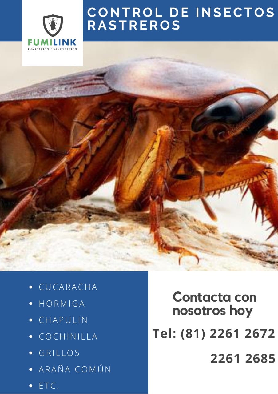 Fumilink - Los insectos rastreros, especialmente las...