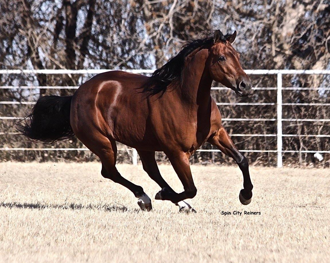 Spin City Reiners - Congratulations to Diamond B Ranch on their ...