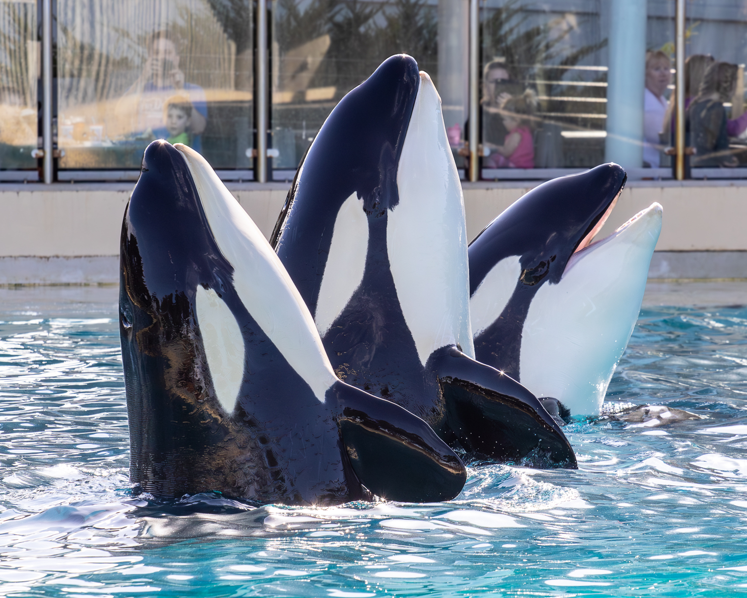 Group behaviors are some of my absolute favorites 😍 Ikaika, Shouka ...