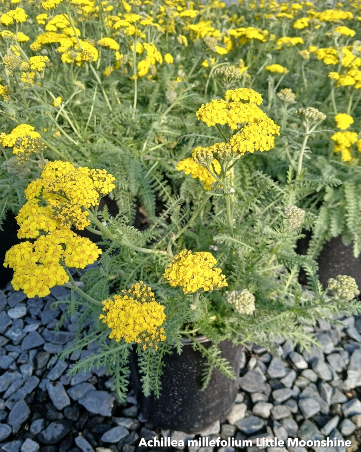 Cavano's Perennials, Inc.