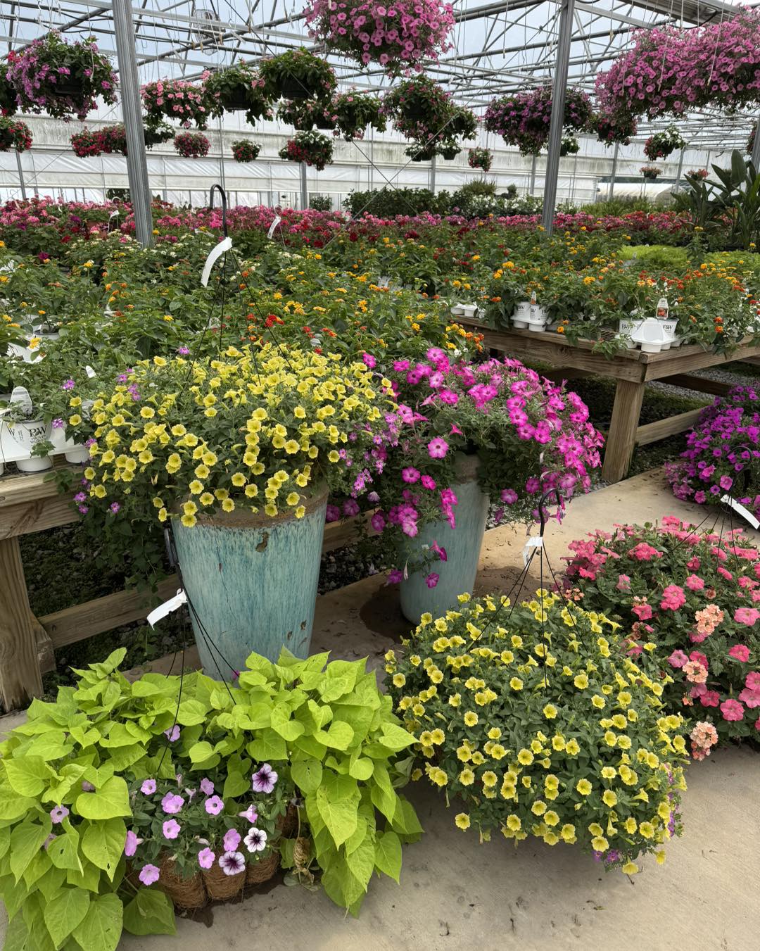 🌸 50% OFF ANNUALS, 🌴 50% OFF TROPICALS, 🪴 50% OFF HOUSEPLANTS