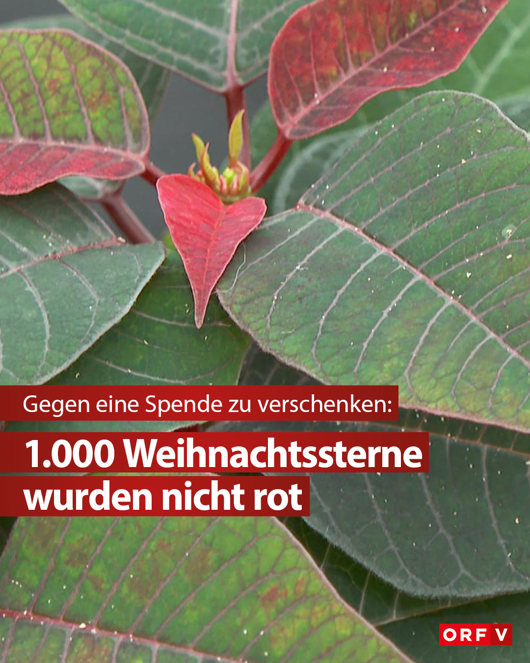 laternen für draußen wetterfest Schlaraffenland Outdoor Laterne LUCIDO mittel inkl. LED Outdoor Kerze 16,5x16,5x40,5 cm | Schwarz | aus Metall-Glas / Kunststoff | | Deko Garten Großer Korb mit Deckel