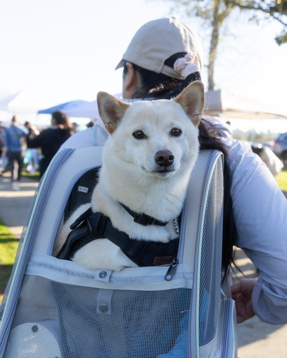 San Diego Humane Society - There is truly nothing better than hearing ...