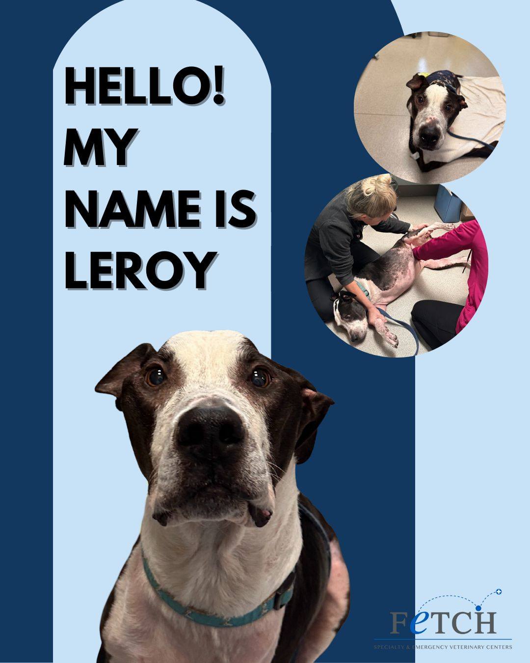 Fetch Specialty & Emergency Veterinary Centers of Southwest Florida ...