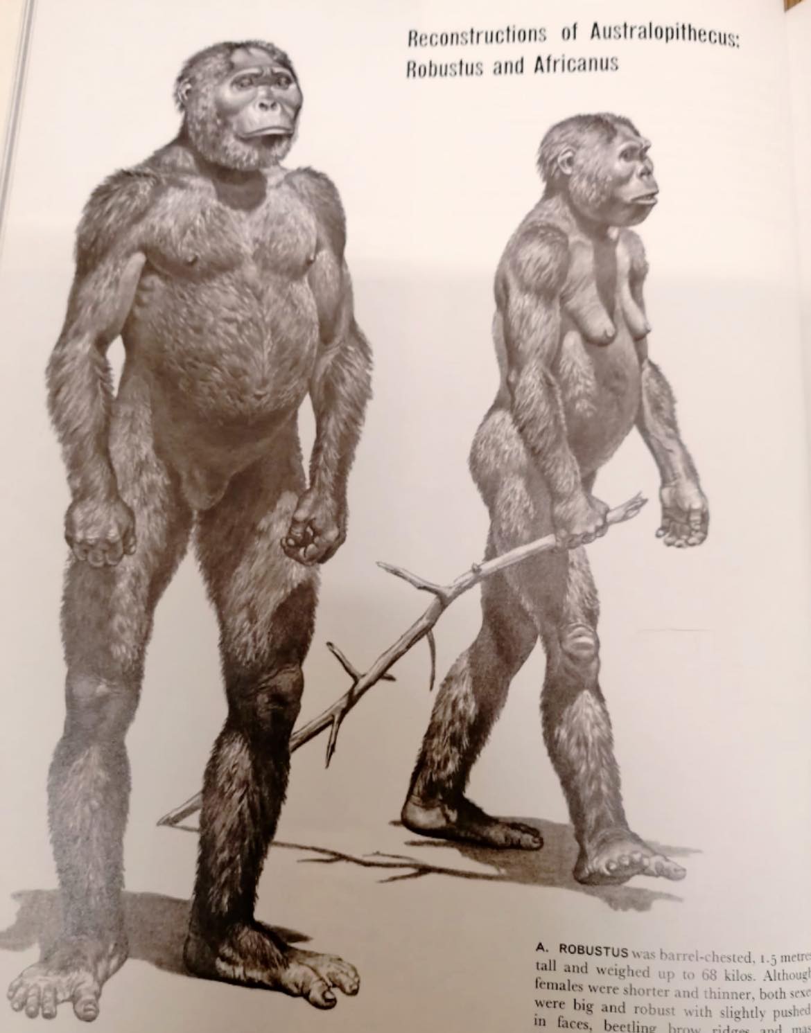 Reconstruction of Austlopithicus Robustus from the Life Nature Library ...