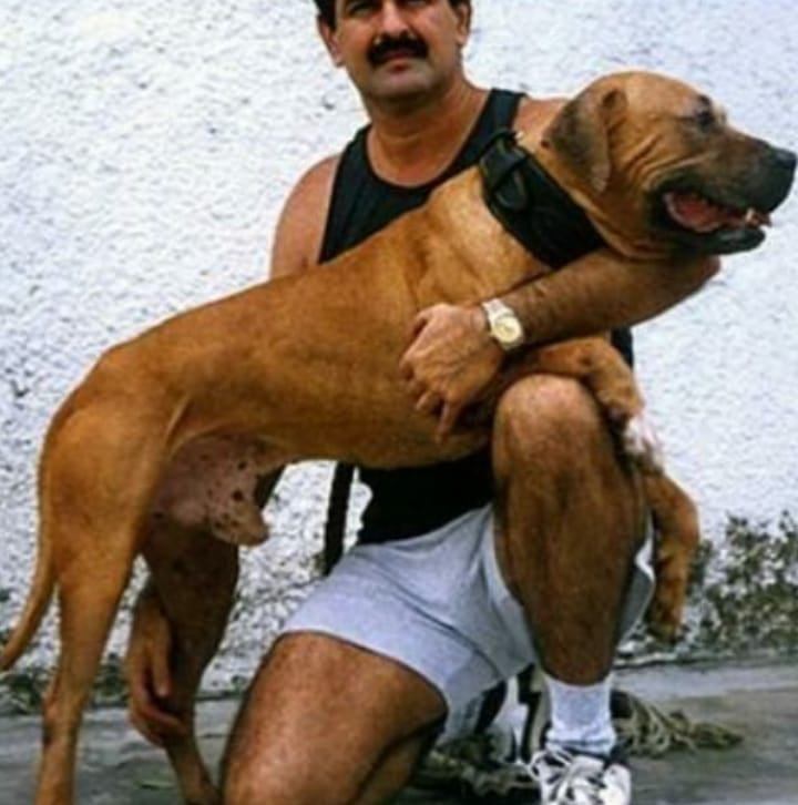 Historia de : CH CRENSHAW'S RASCAL 8XW 1XL POR #americanpitbulldog # ...