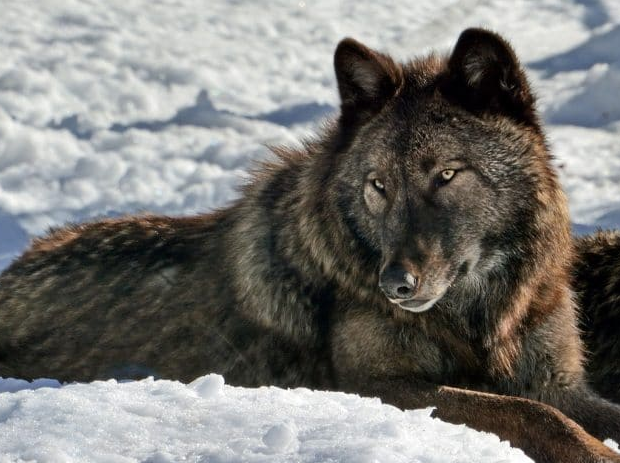 All Things Wolf