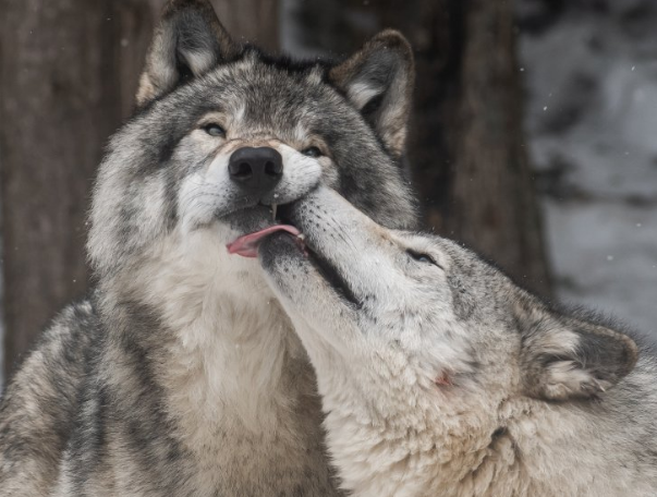 All Things Wolf