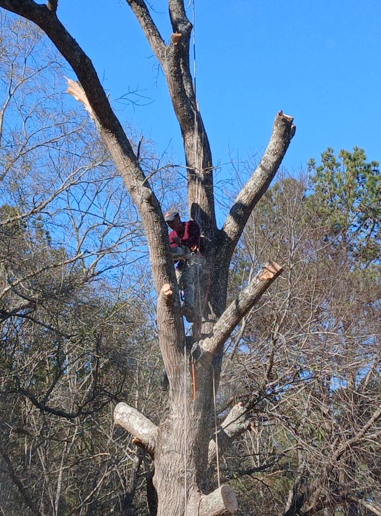 Patterson Tree & Lawn Service | Lowndesville SC