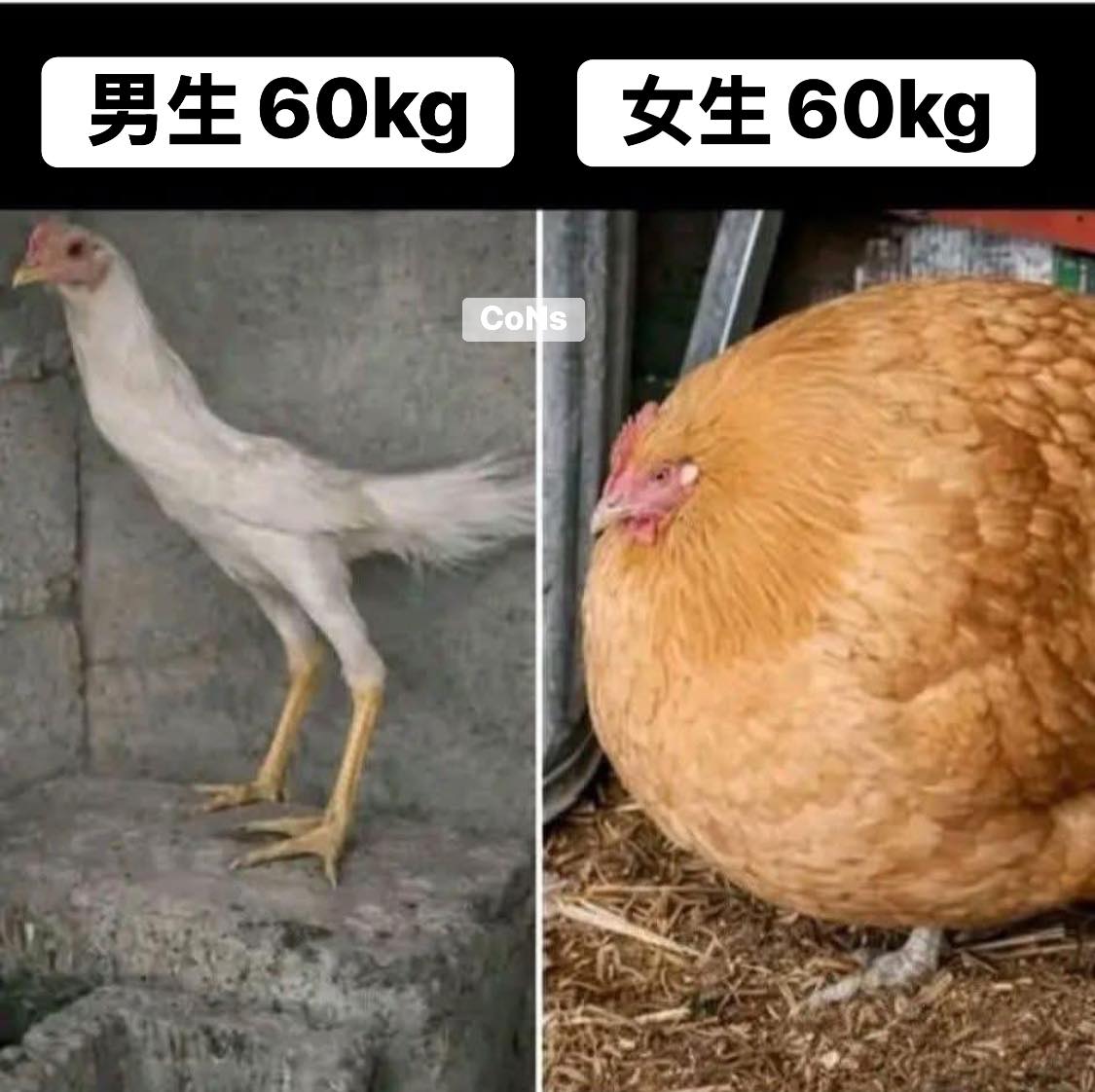 【くわページ】60kg 60kg~~