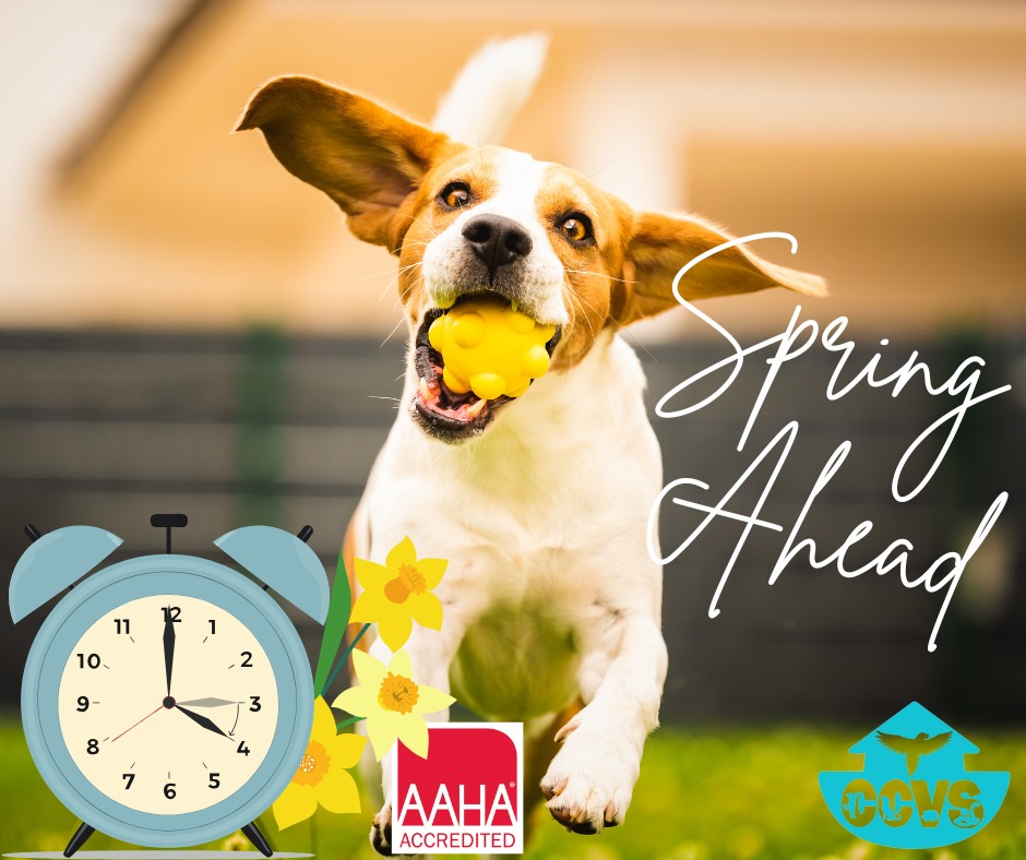 Creature - 🌸☀️ Spring Ahead! More Daylight, More Fun for Your Pets! 🐾🐕🐈 ...