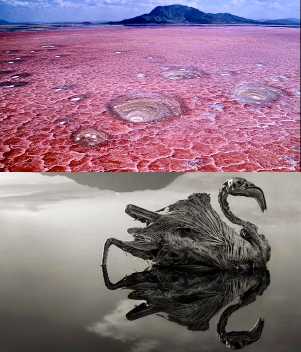 Clan - El lago Natron, situado en el norte de Tanzania, es un lugar ...