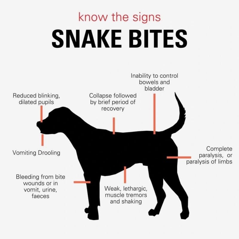 West Cessnock... - West Cessnock Veterinary Hospital
