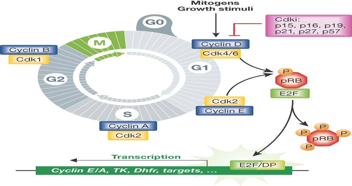 Translational Research - Regulation of Cell Metabolism by Cell Cycle ...