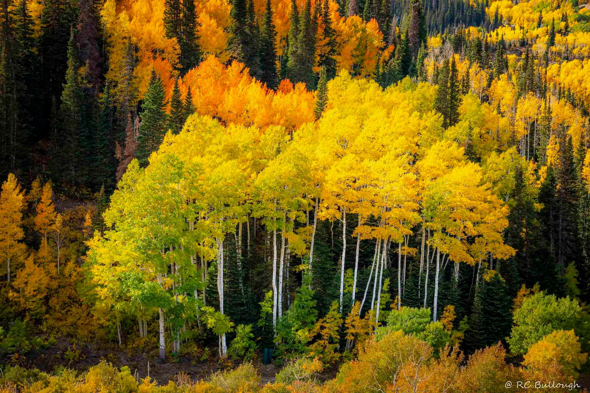 R.C. - Autumn colors in the Wasatch Mountains, in Utah, USA, are ...