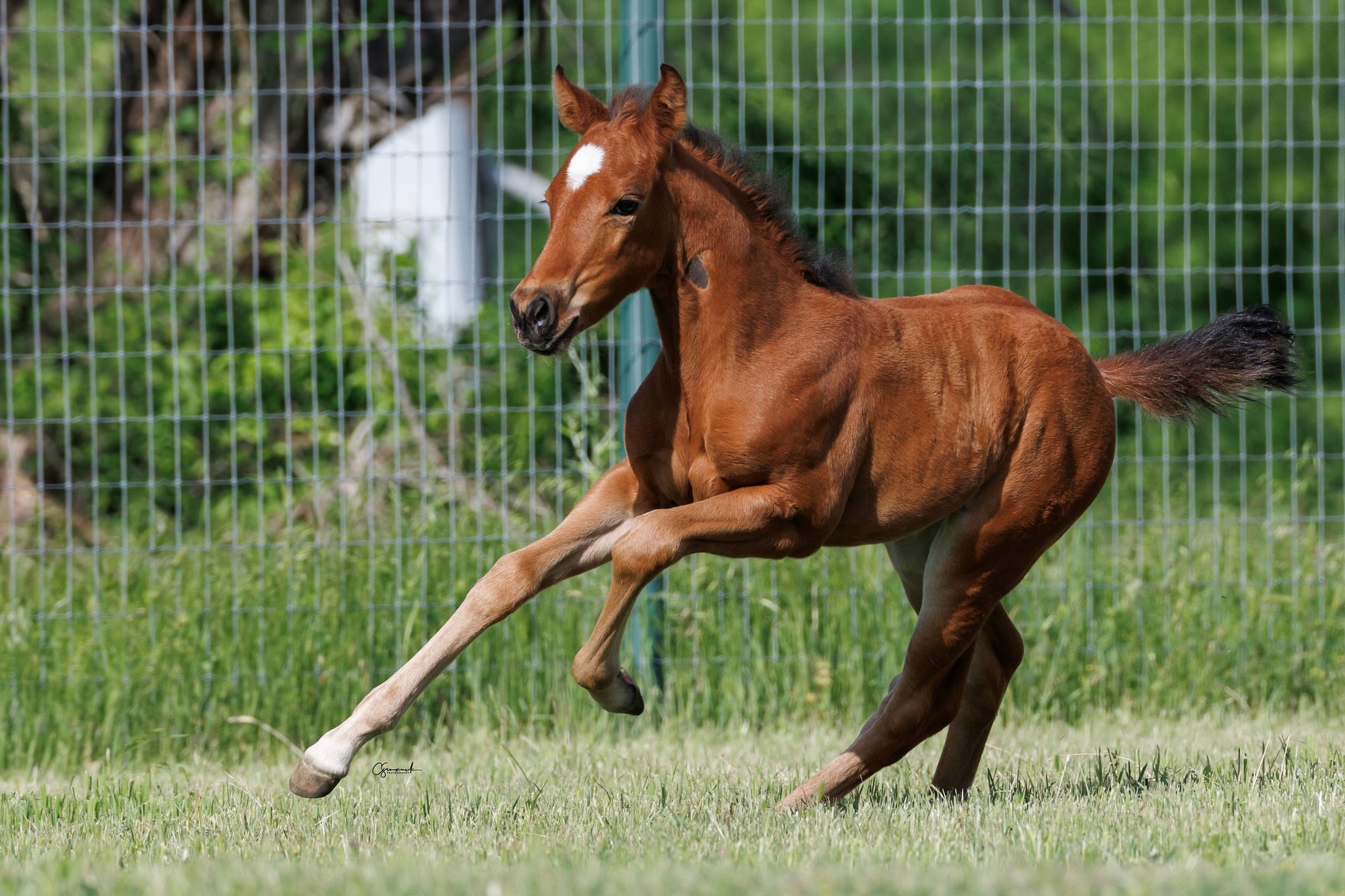 ケリー Rio Roca Ranch's Kit Kat Sugar filly out of Iggy Reyzalea
