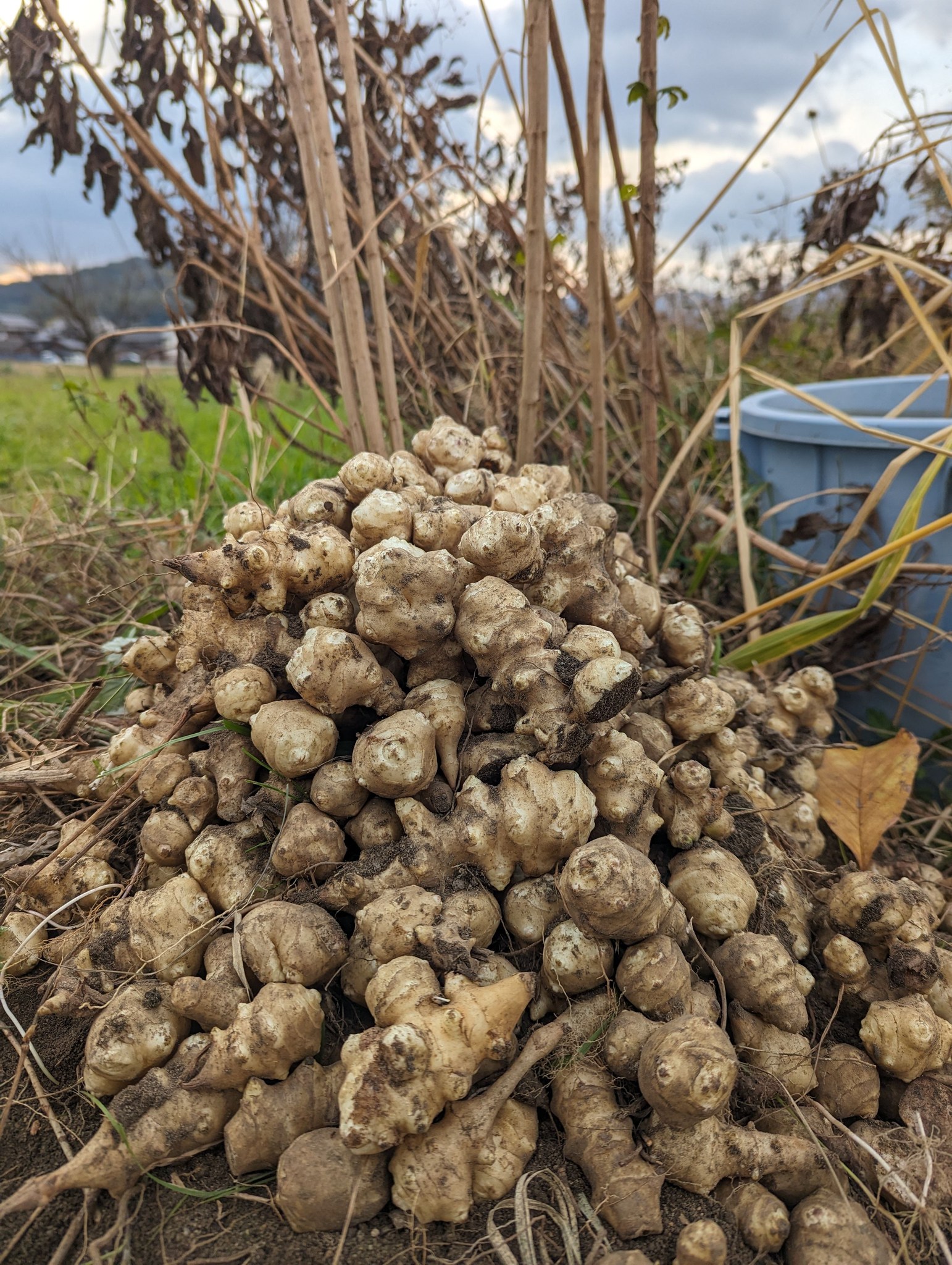 無農薬栽培(エルサレムアーティチョーク)菊芋！ 販売中?1袋(600グラム 