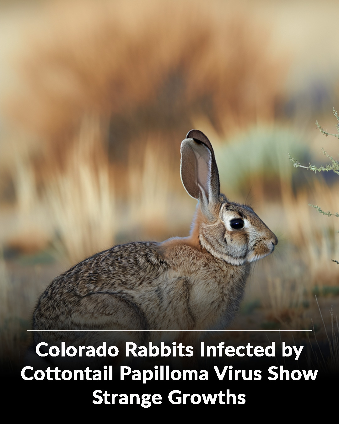 The Animal Rescue... - The Animal Rescue Site by GreaterGood
