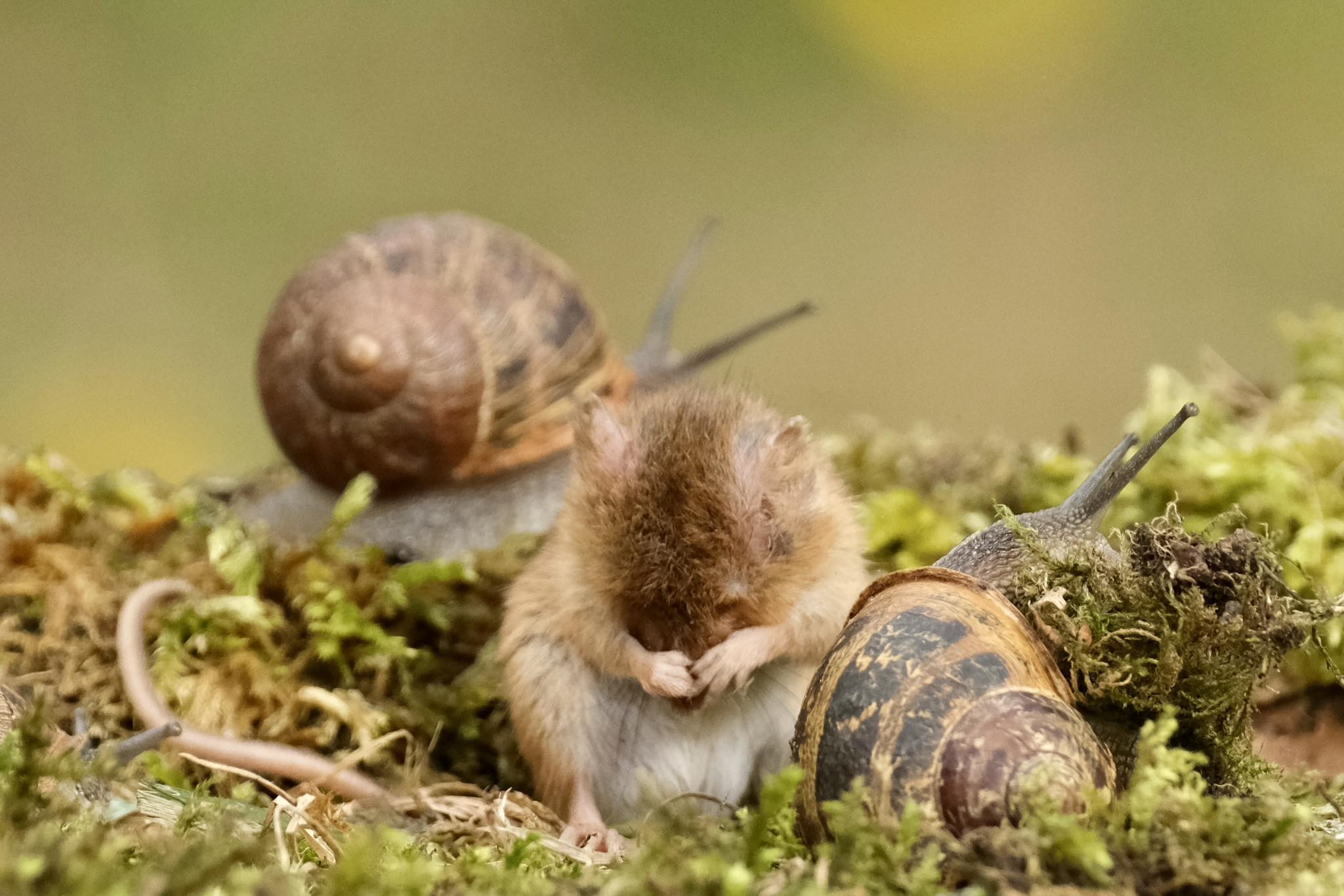 The Mouse - Mr Jingles playing hide and seek with the snails on Sunday ...