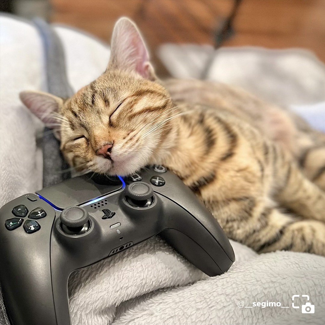 ConSole Hub - Share of the Week ในหัวข้อ Gamer Cats... | Facebook