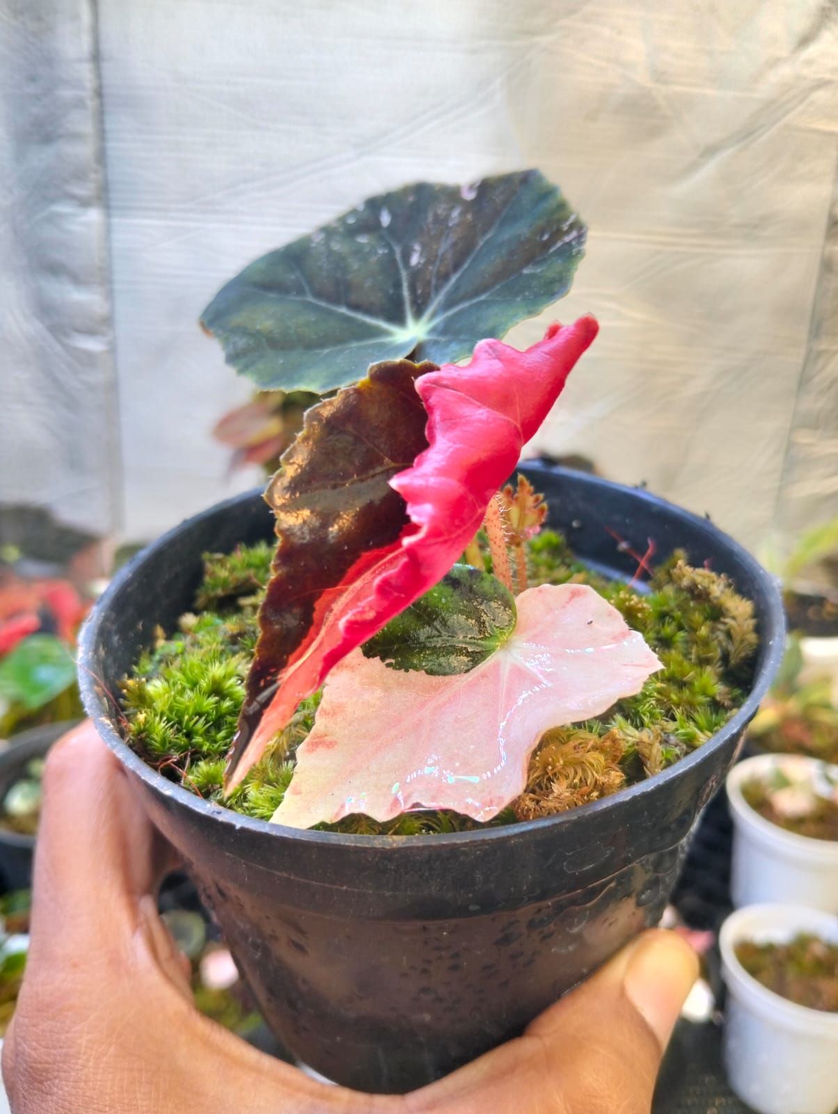 Available ✓ Begonia black fang variegated pink ☘️☘️