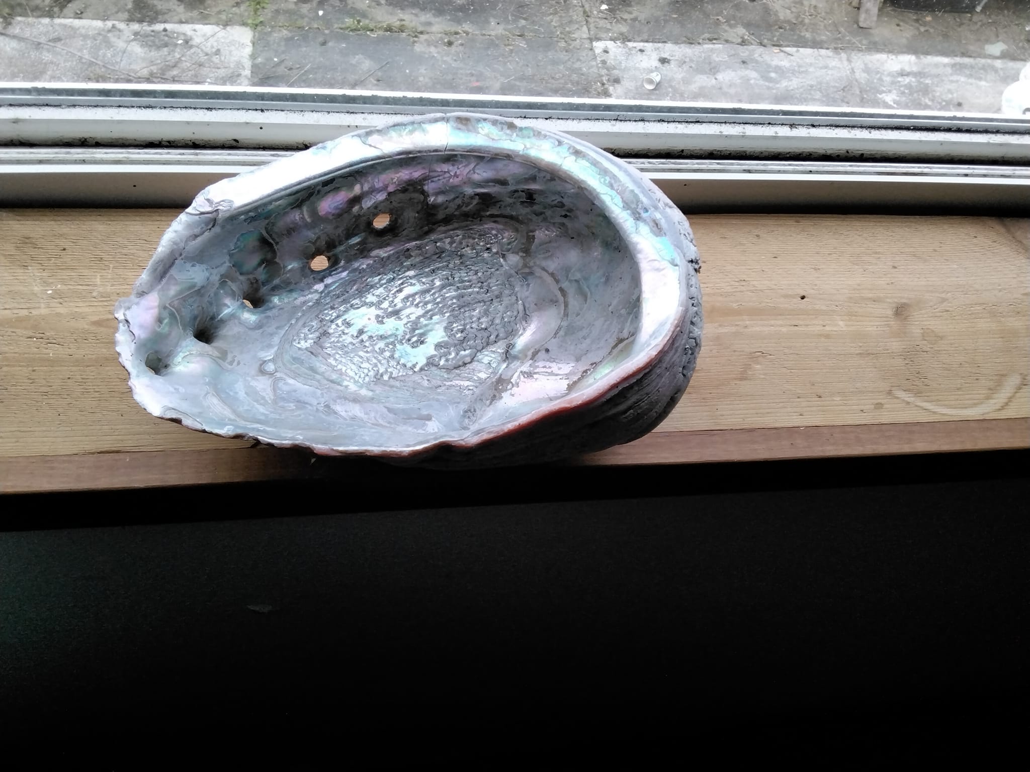 What is the species of this old Pacific white Abalone shell?