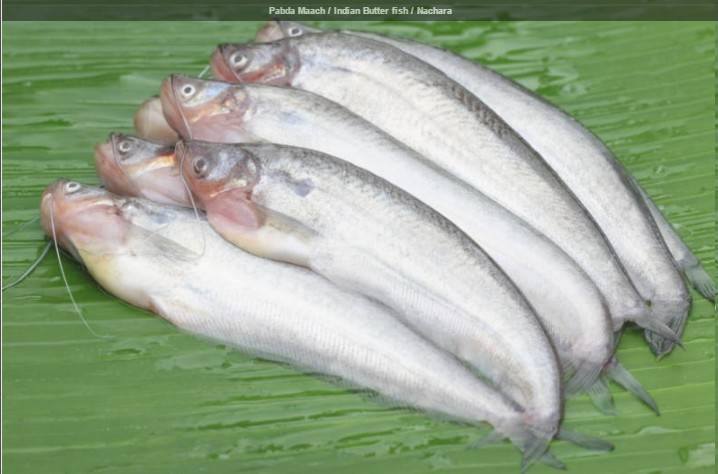 Freshtohome.com - Pabda Maach / Indian Butter fish / Nachara ...