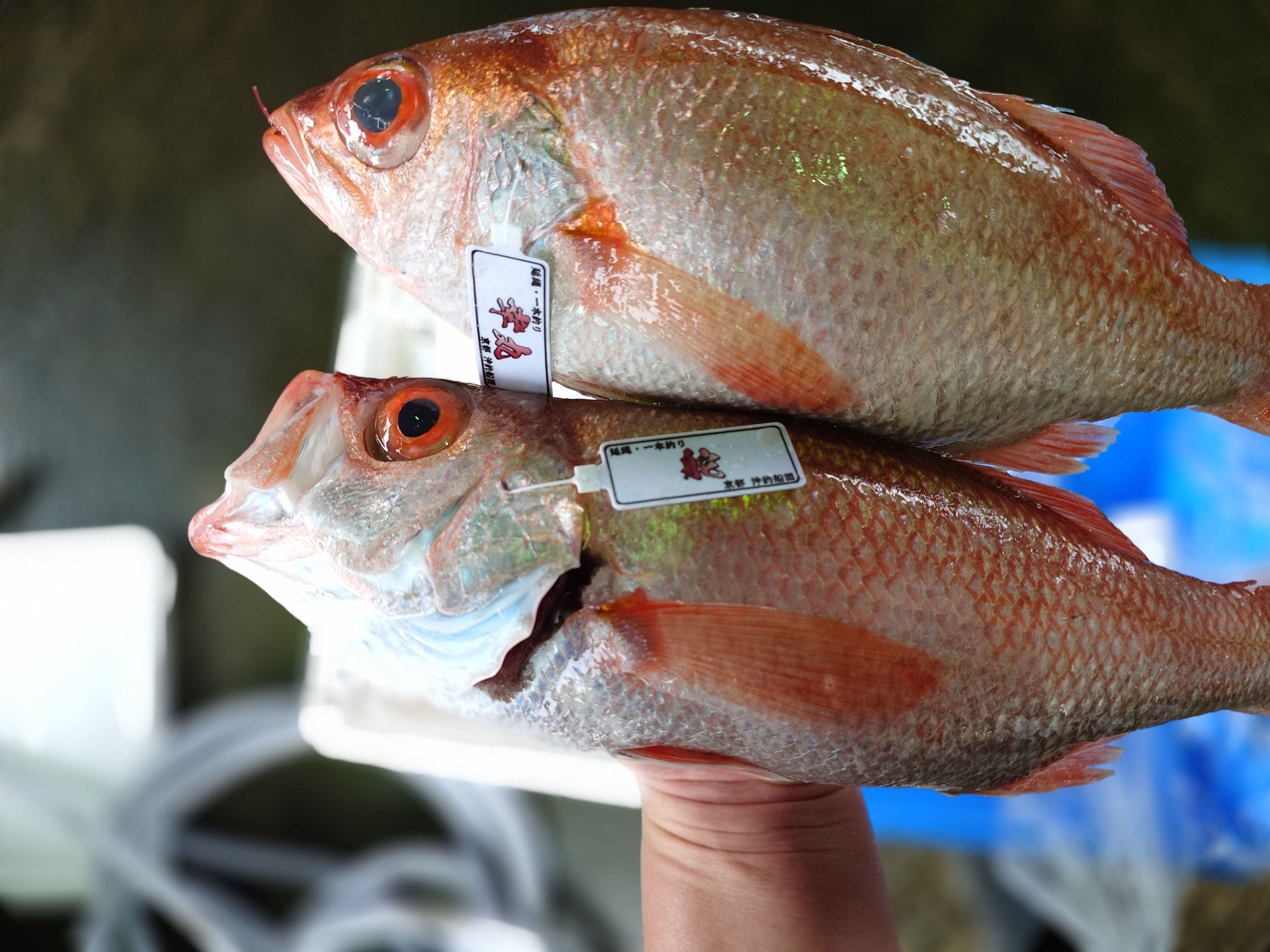 2026年7月6日 今日のお魚です 宜しくお願い致します🙇