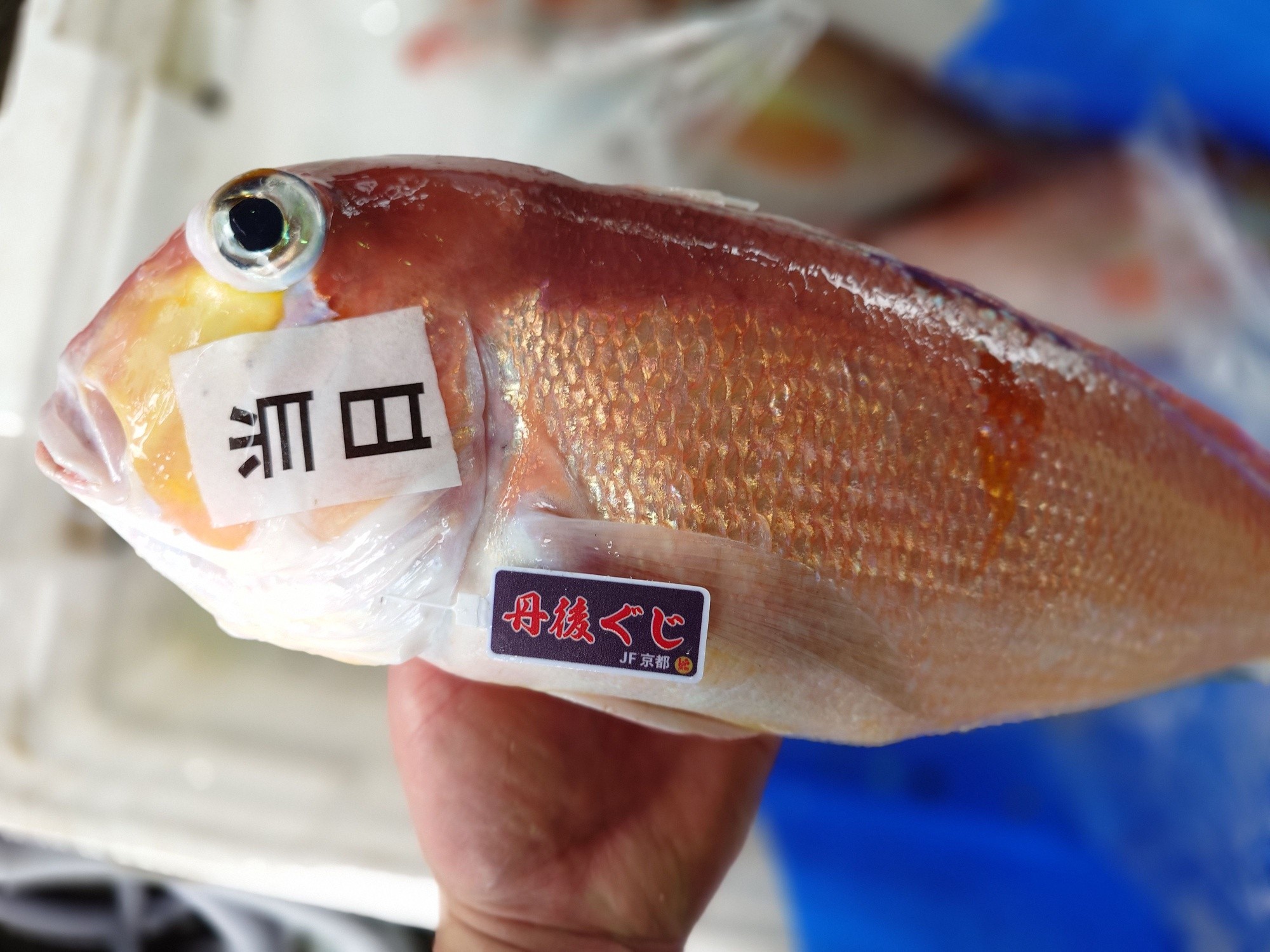 2026年7月6日 今日のお魚です 宜しくお願い致します🙇