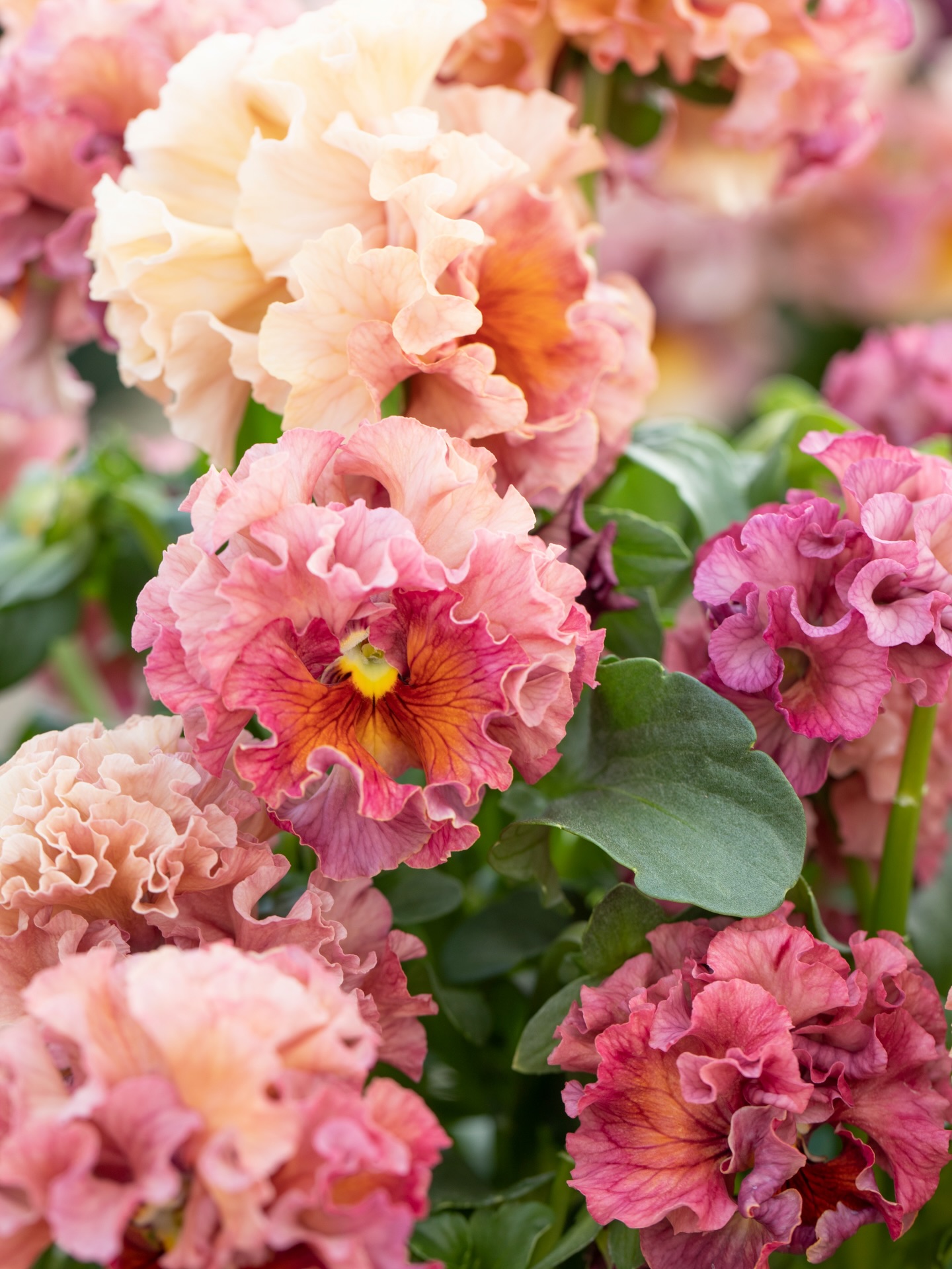 A very distinctive variety for the pansy class! Available to book
