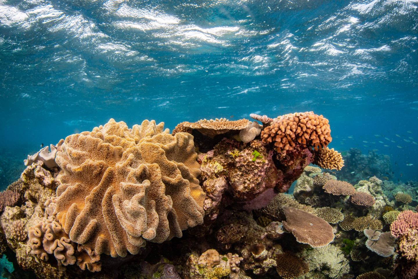 Reef Experience - 🌊 Escape to the Great Barrier Reef with... | Facebook