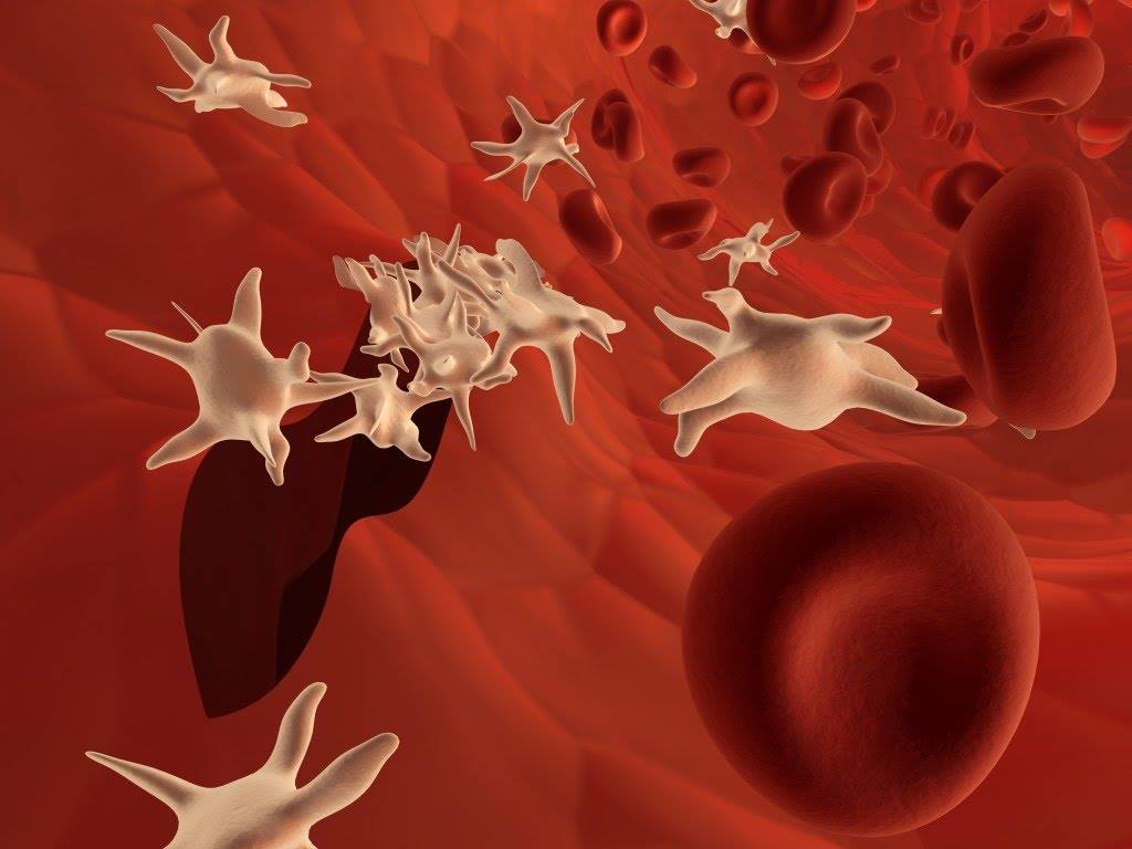Did - Platelets, also known as thrombocytes, are tiny cells in your ...