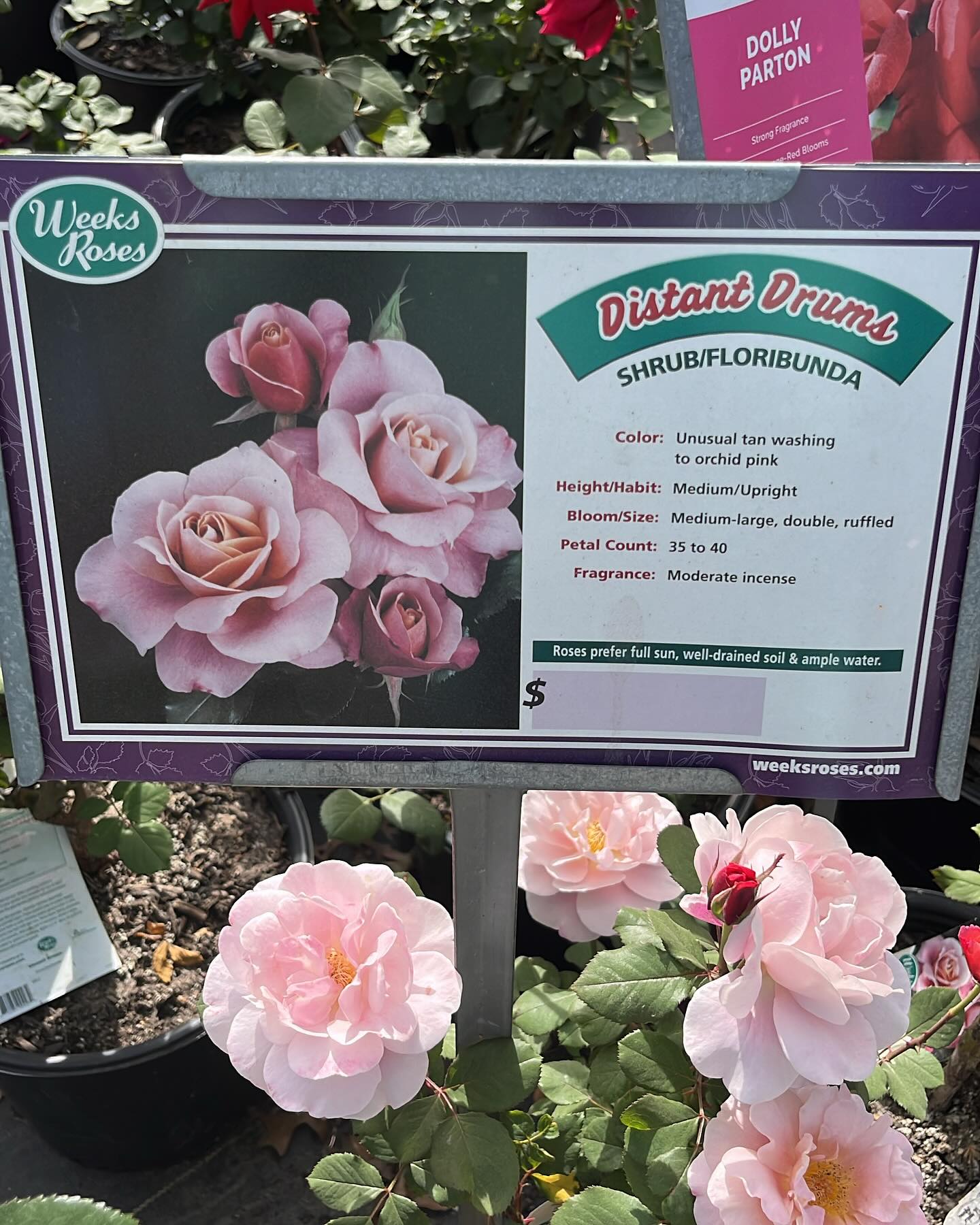 RCW Nurseries | Houston TX