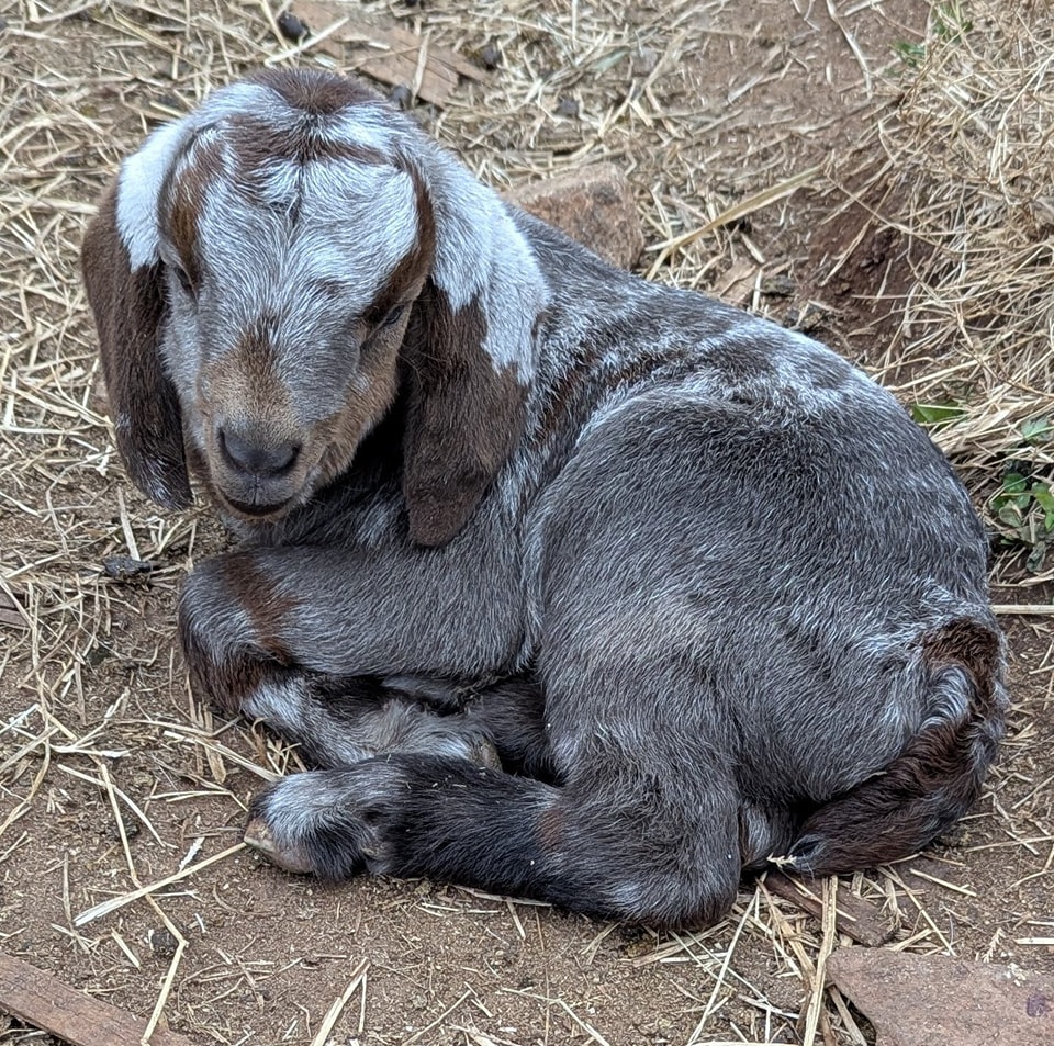 Eagle's Nest Boer Goats - Boer Does for Sale!! Can be sold individually ...