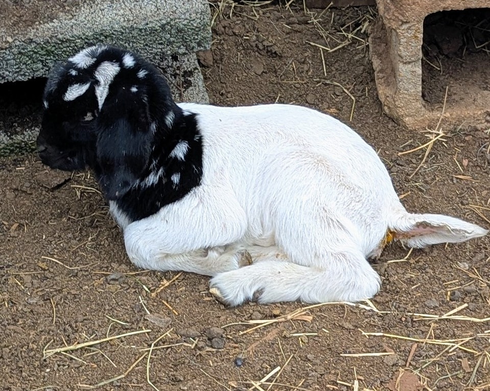 Eagle's Nest Boer Goats - Boer Does for Sale!! Can be sold individually ...