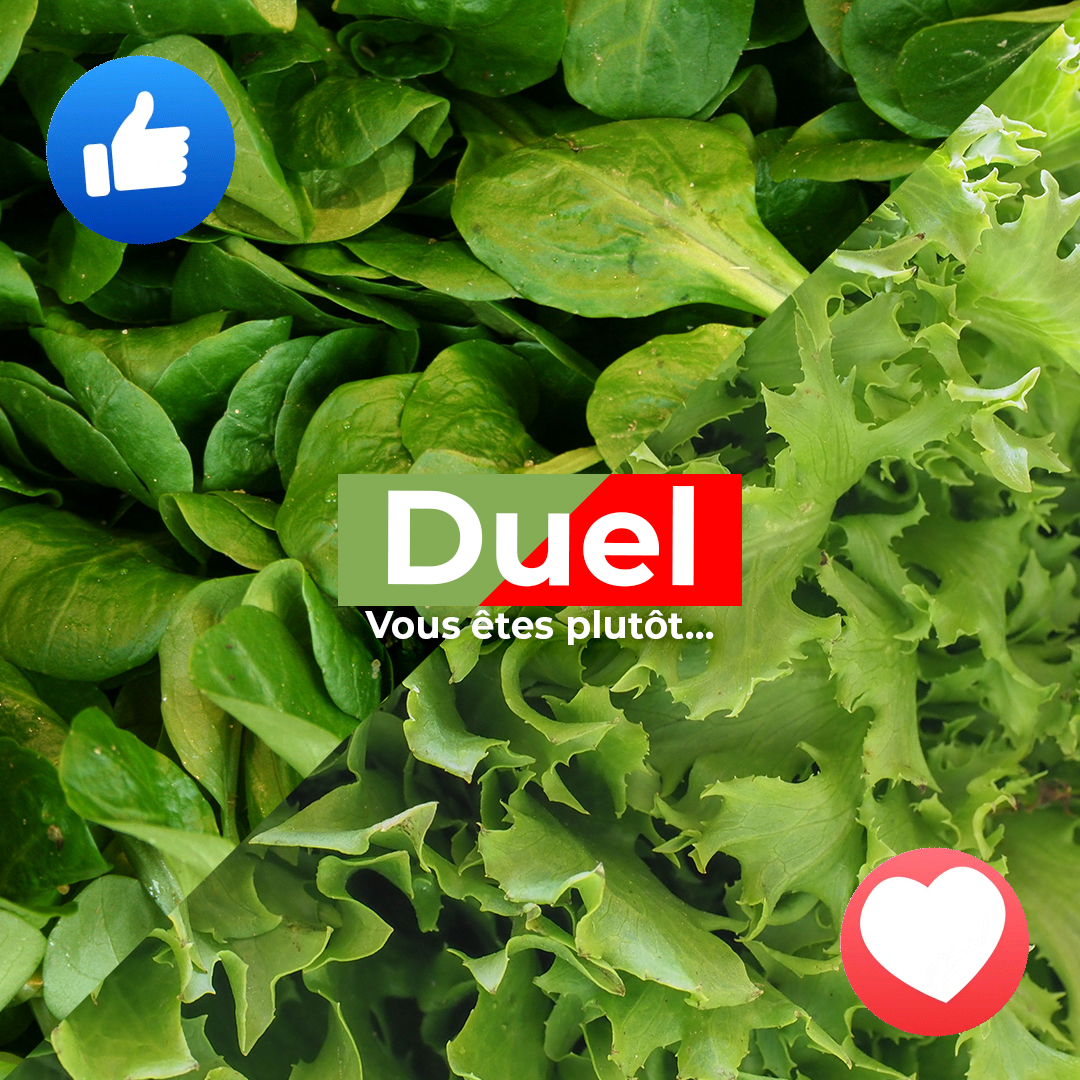Vival - Dans le coin droit, la frisée : reine du croquant et des ...
