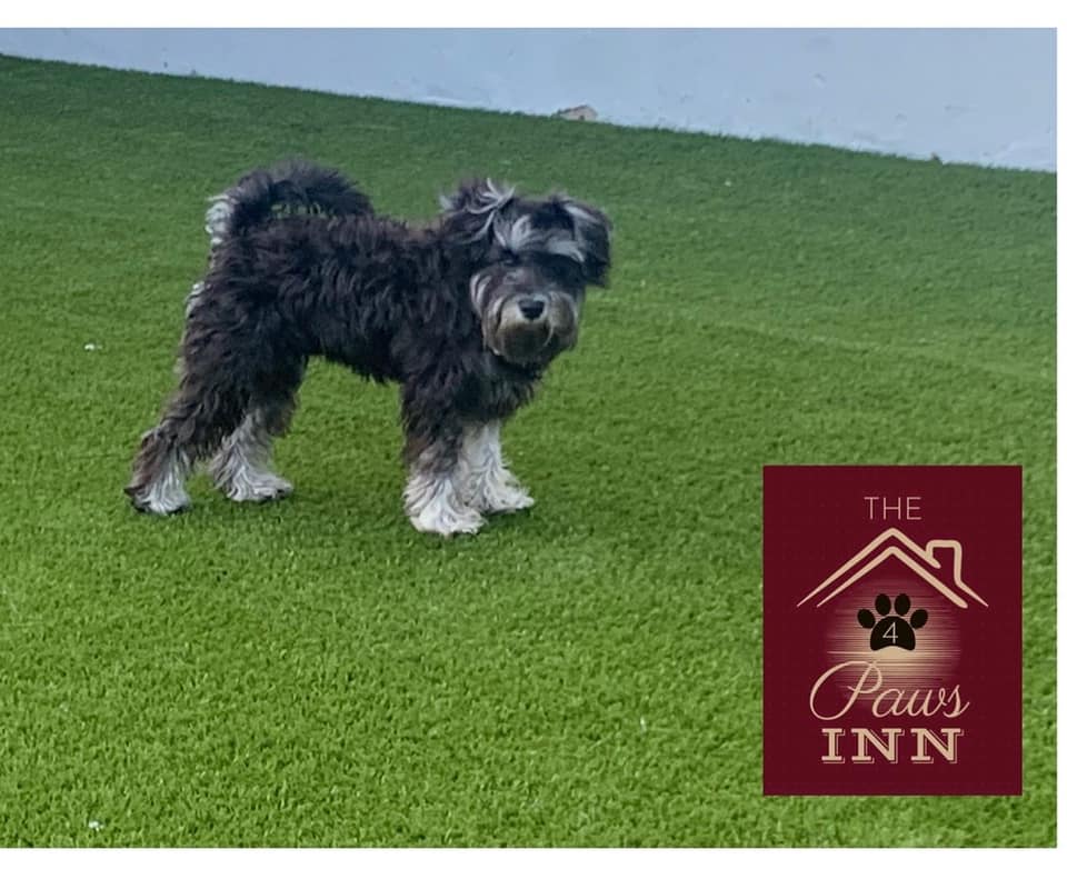The 4 Paws Inn - Welcome to Howard🐶 for his first day🐾... | Facebook