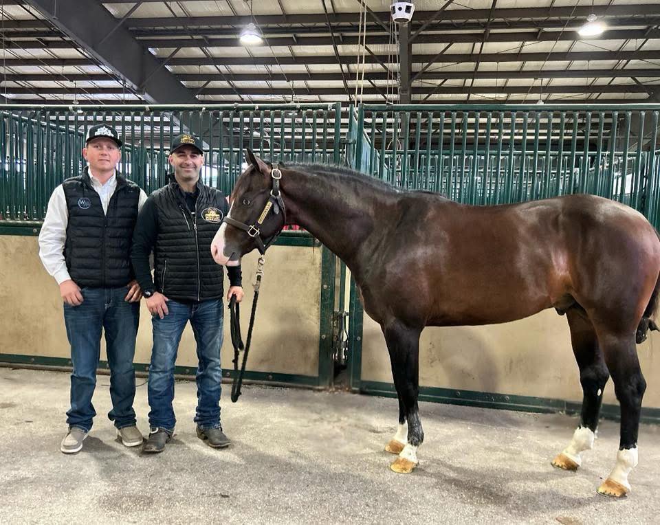 Epis Performance Horses