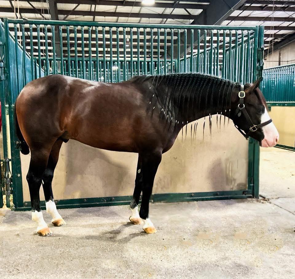 Epis Performance Horses